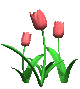 Pink Tulips
